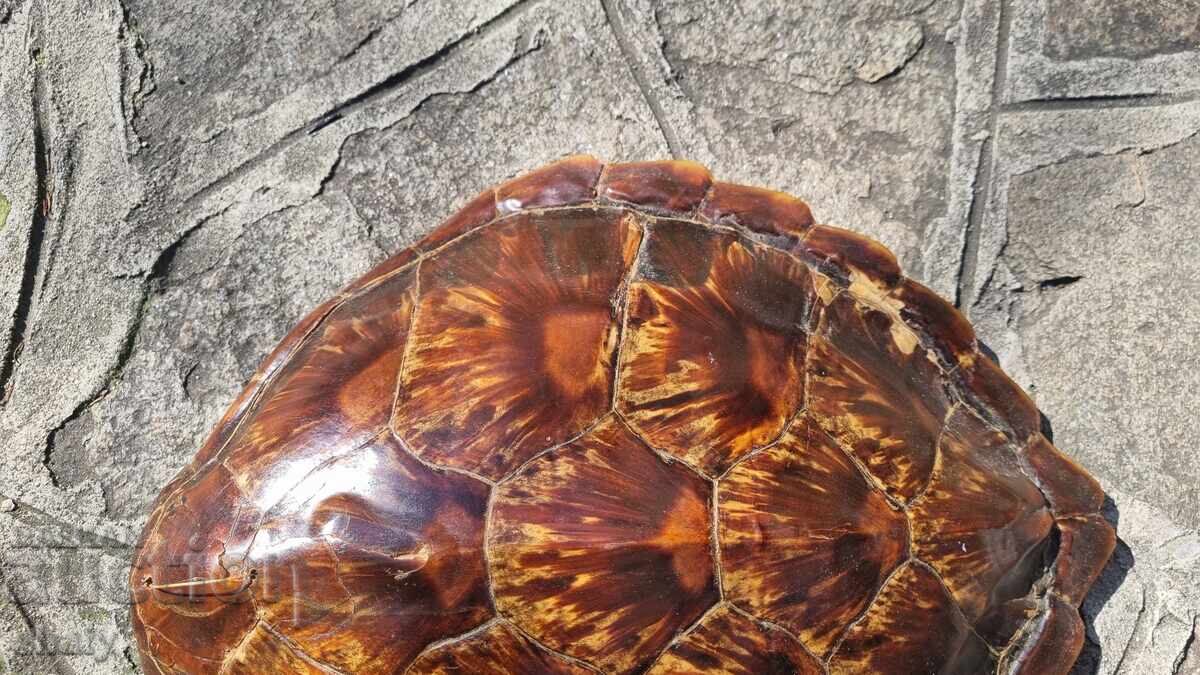 Χελώνα. Σπάνιο Τρόπαιο - 6