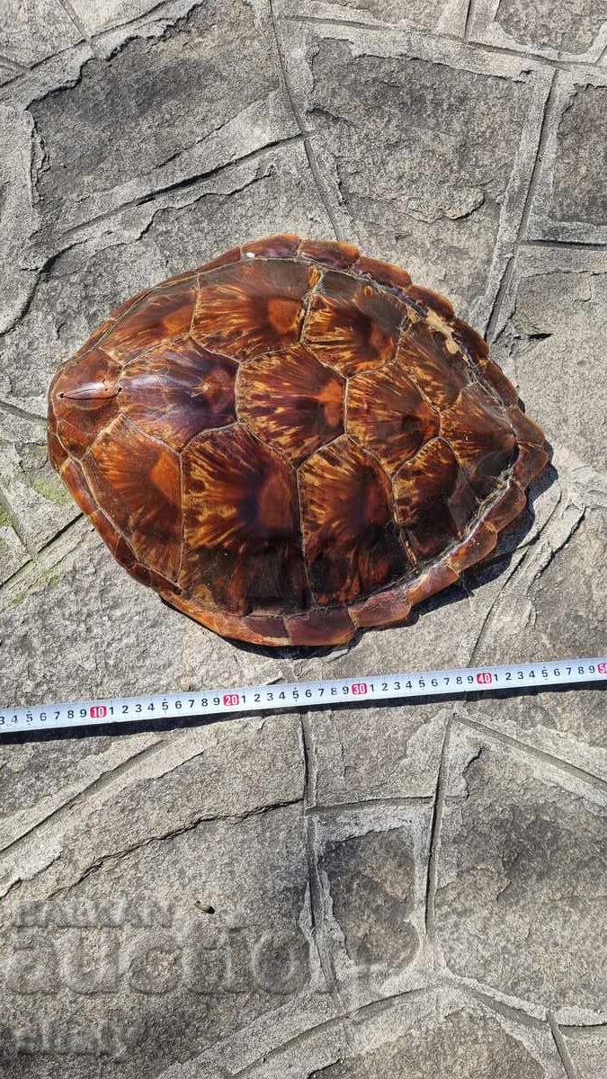 Χελώνα. Σπάνιο Τρόπαιο