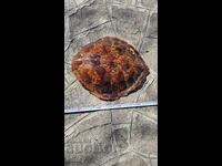 Χελώνα. Σπάνιο Τρόπαιο