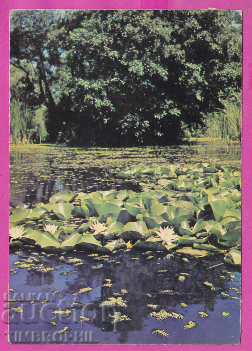 Licitație 324241 / Râul ROPOTAMO - vedere nuferi Fotoizd Akl-2011