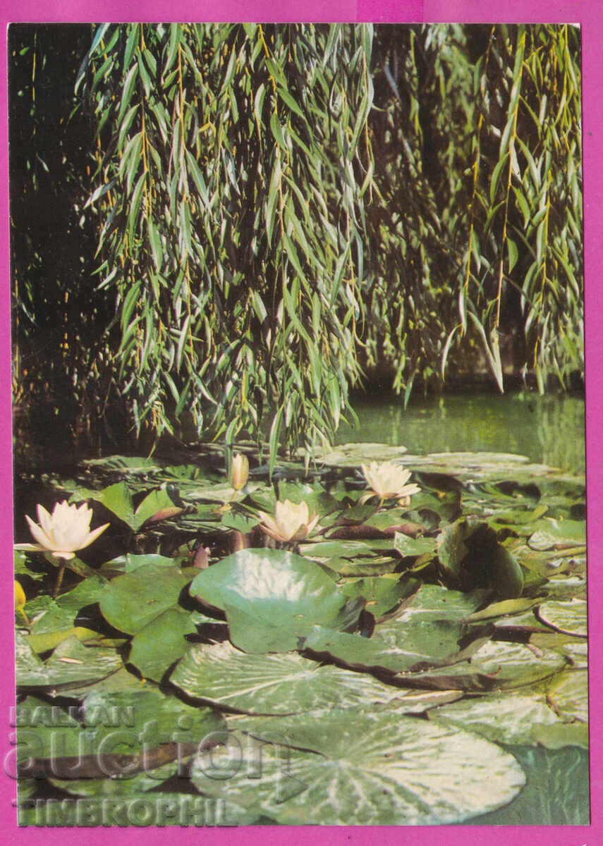 324242 / râul ROPOTAMO - Nuferi "Bulg fotogr" Acl-2013