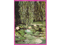 324242 / ποταμός ΡΟΠΟΤΑΜΟ - Νούφαρα "Bulg fotogr" Akl-2013