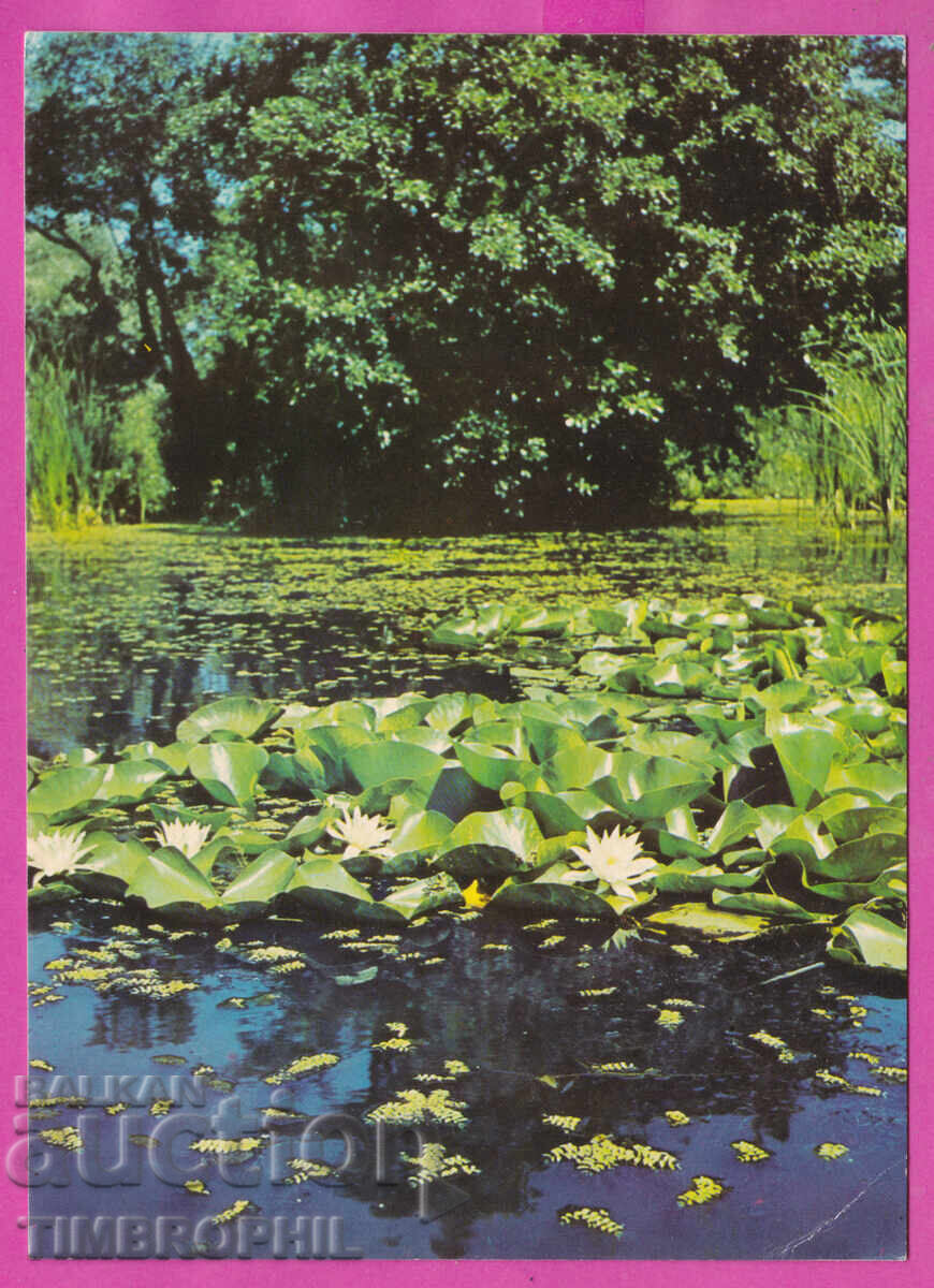 Δημοπρασία 324243 / ποταμός ΡΟΠΟΤΑΜΟ - Νούφαρα "Bulg fotogr" Akl-2011