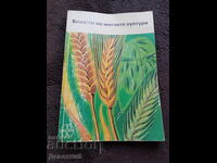 Болести по житните култури - Bayer