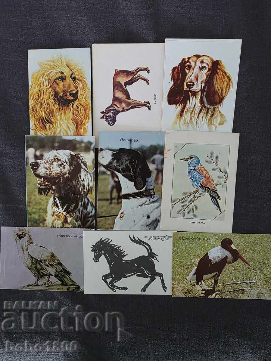 Лот календарчета животни