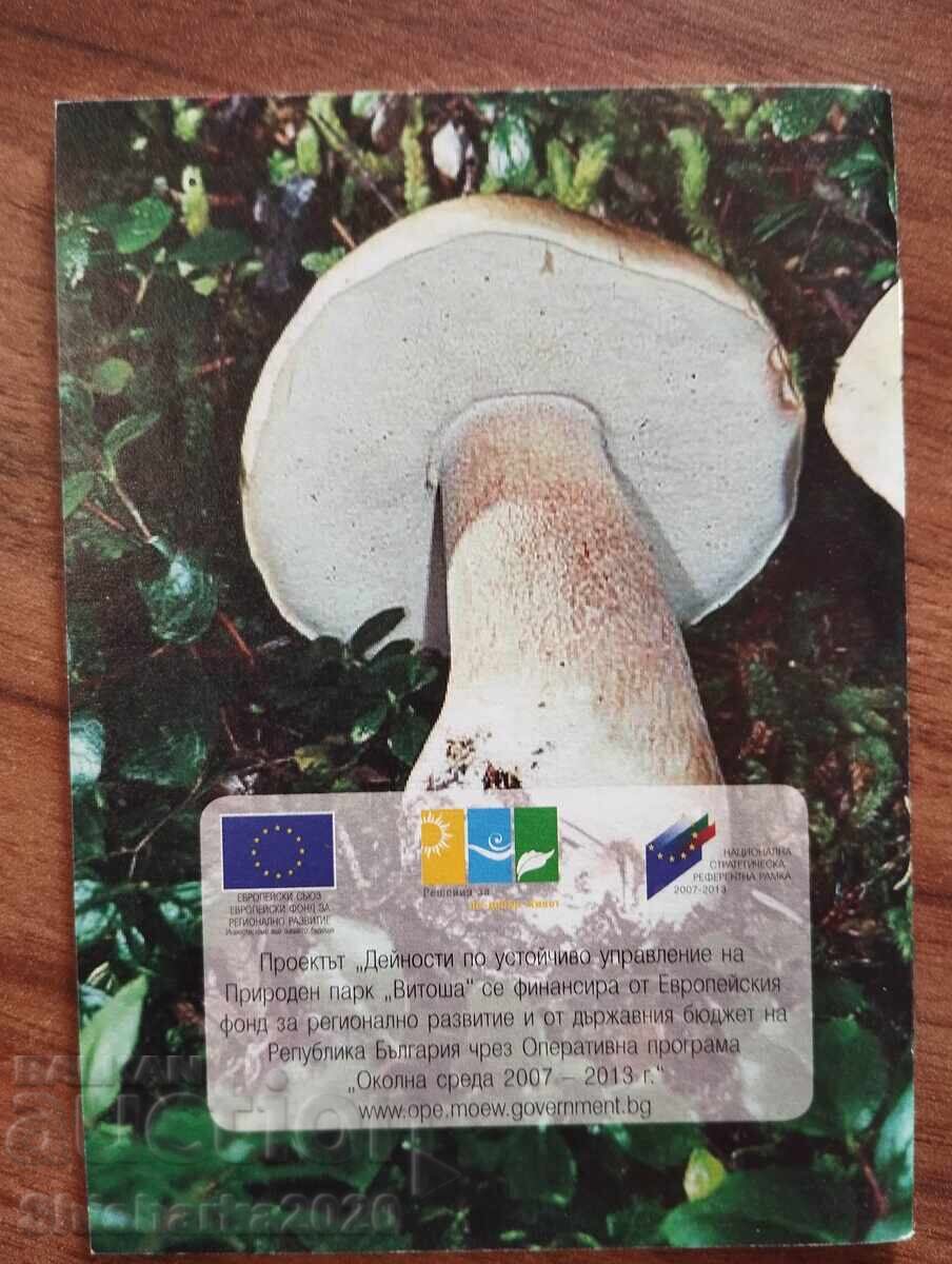 Гъбите в природен парк "Витоша" с цена € 10.00 | 19.56 лв.