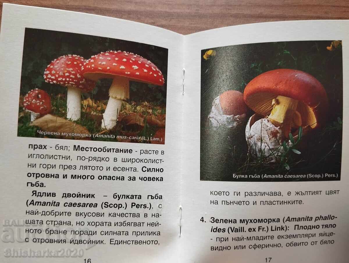 Аукцион Гъбите в природен парк "Витоша"