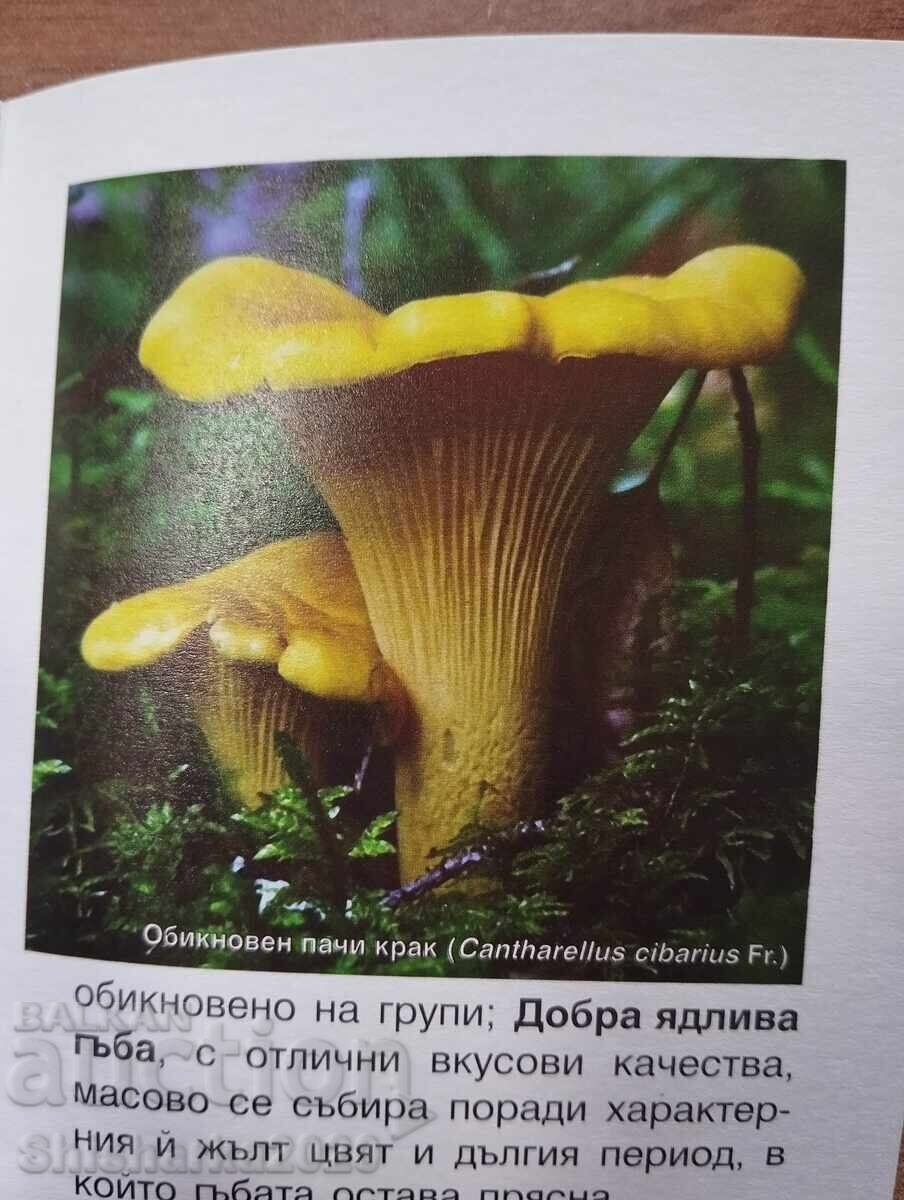 Гъбите в природен парк "Витоша" - 5