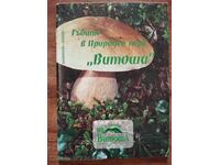 Гъбите в природен парк "Витоша"