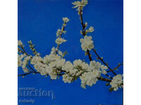 Cherry blossom twig