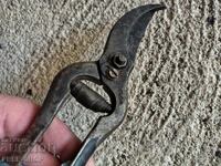 Ψαλίδι αμπέλου