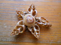 Souvenir made of exotic seashells and whelks