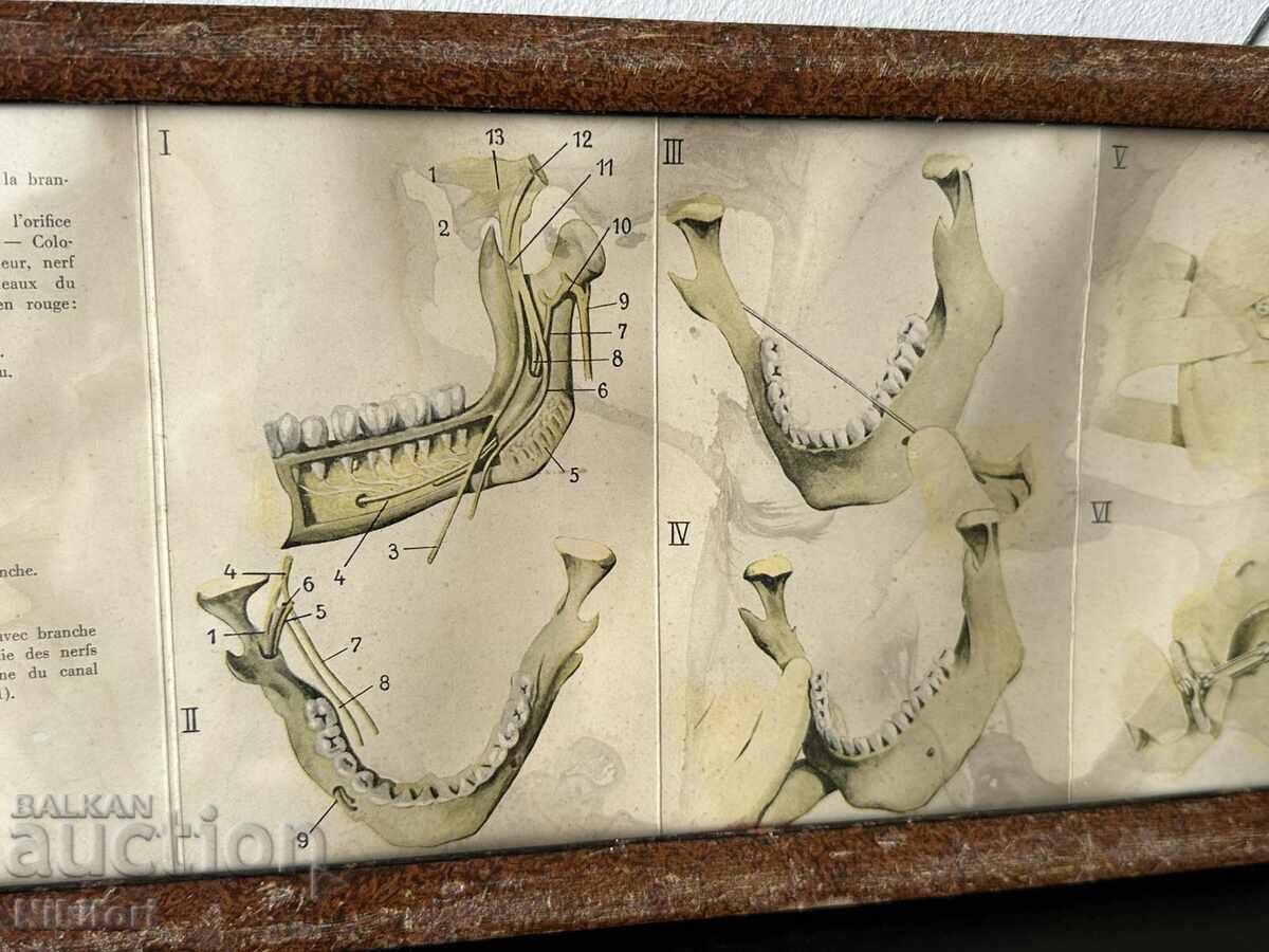 Ιατρικός Πίνακας Φυλλάδιο BAYER με τιμή € 57.00 | 111.48 BGN