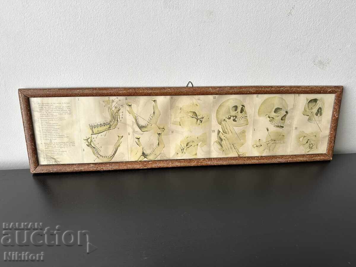 Ιατρικός Πίνακας Φυλλάδιο BAYER