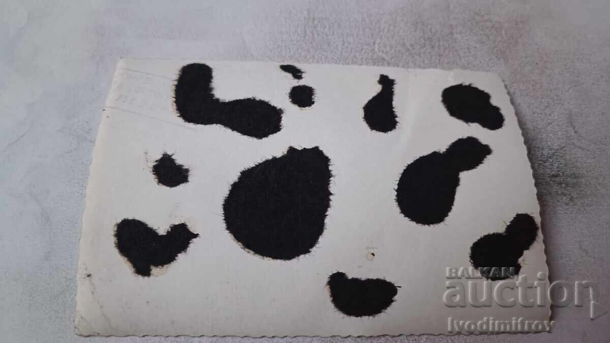 Φωτογραφία Μέζντρα Άνδρας μπροστά από αυτοκίνητο Τσάικα στον δρόμο με τιμή € 33.00 | 64.54 BGN