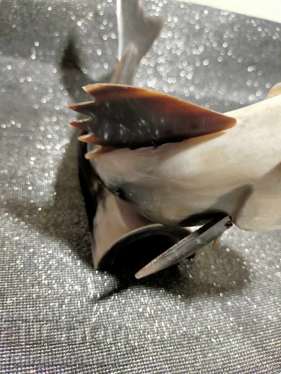 Διάφορα ψάρια - 5