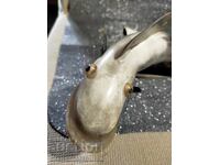 Διάφορα ψάρια