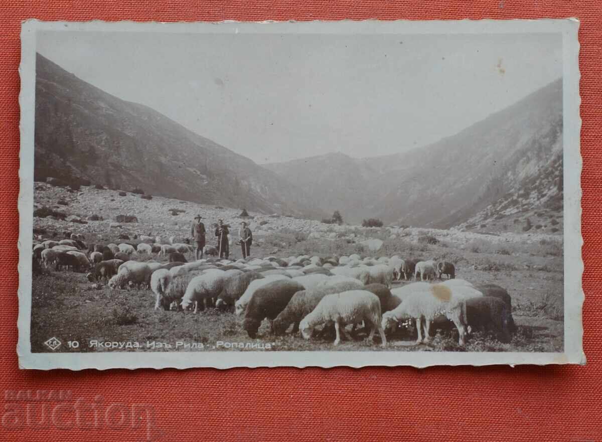 Γιάκορουντα από Ρίλα-Ροπάλιτσα