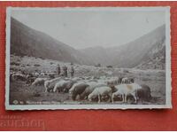 Γιάκορουντα από Ρίλα-Ροπάλιτσα