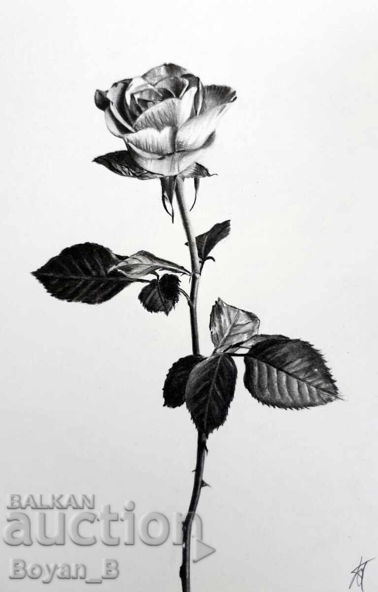 «Τριαντάφυλλο» - σχέδιο