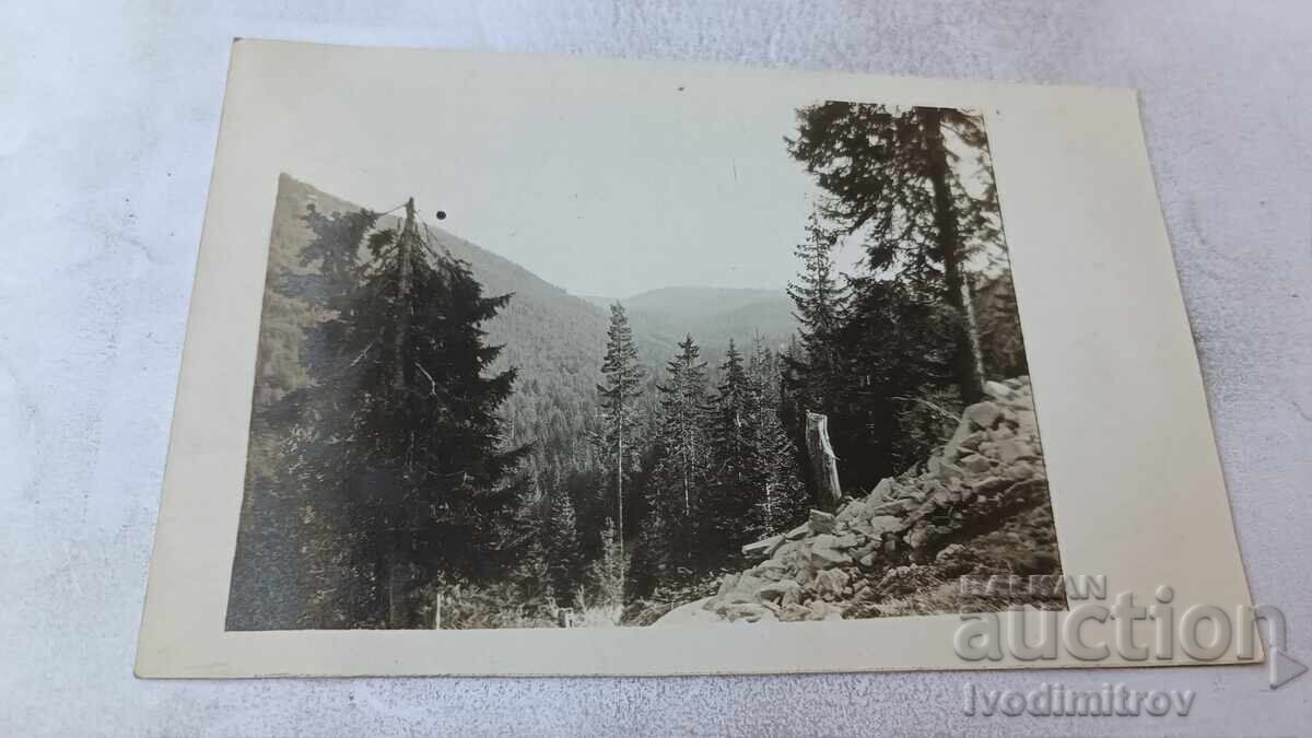 Φωτογραφία Πίριν, η κοιλάδα του ποταμού Νταμιάνιτσα