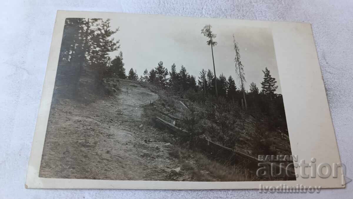 Fotografie Pirin zona Lyumush Chali