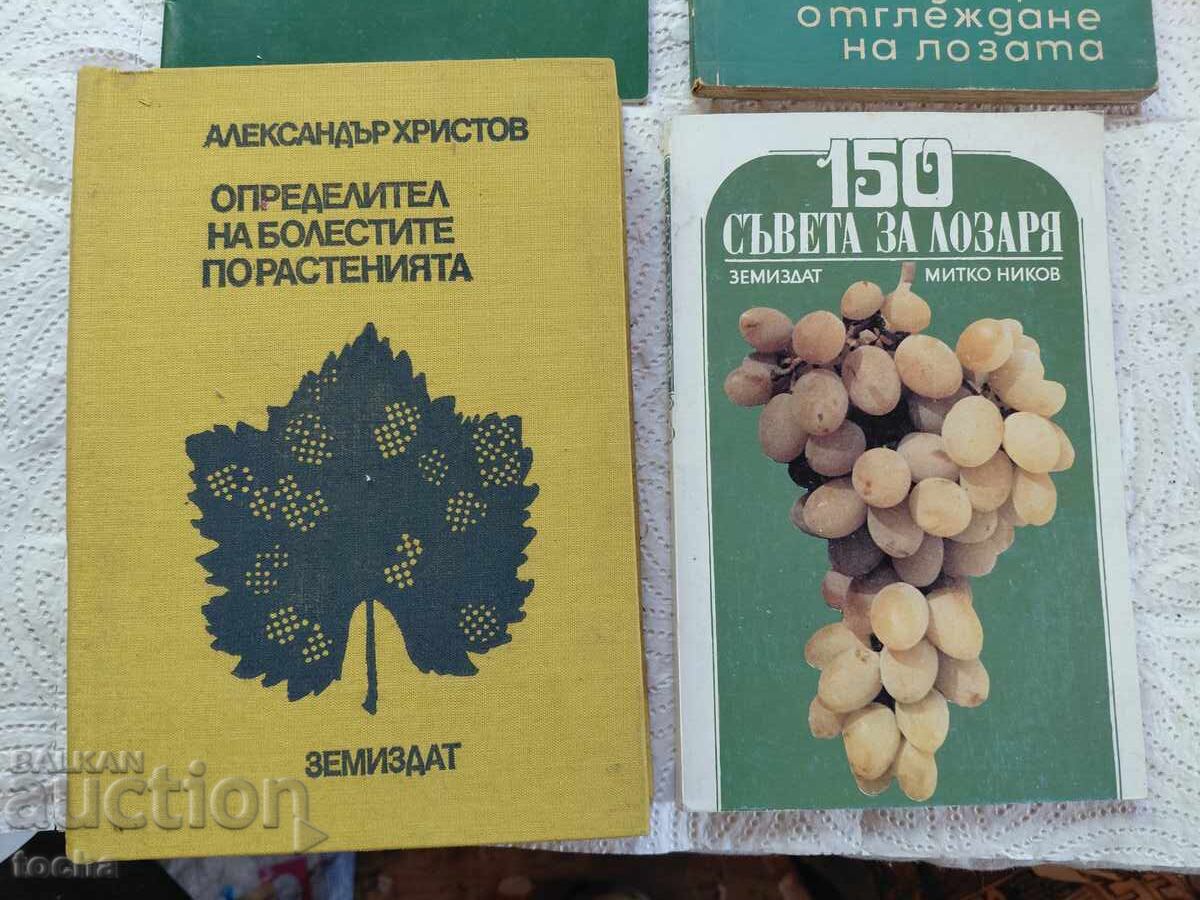 Αμπελουργία, βότανα, οικόπεδο με τιμή € 0.01 | 0.02 BGN