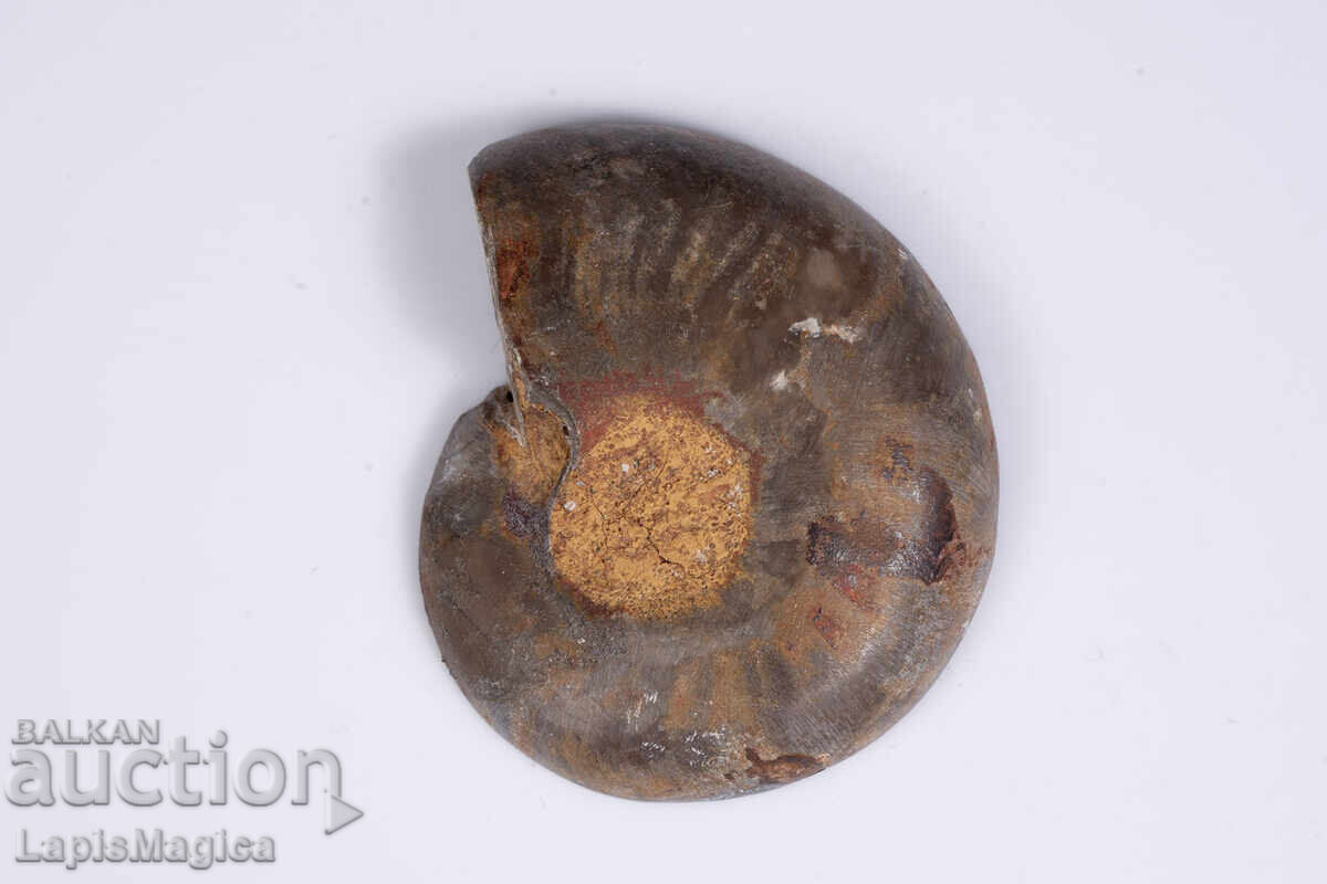 Τομή αμμωνίτη 24.2g 48.8mm με τιμή € 9.00 | 17.60 BGN