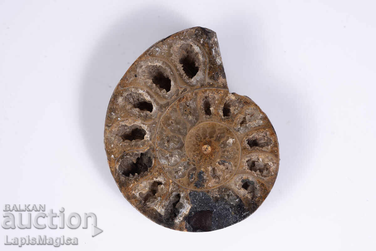 Τομή αμμωνίτη 24.2g 48.8mm