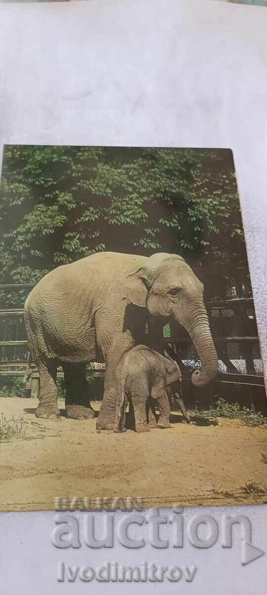 P K Sofia Grădina Zoologică Elefant indian 1974 P K Sofia Grădina Zoologică Elefant indian 1974