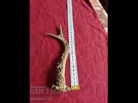 Roe deer antler