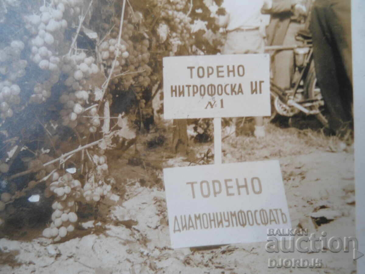 Стара снимка с цена € 1.00 | 1.96 лв.