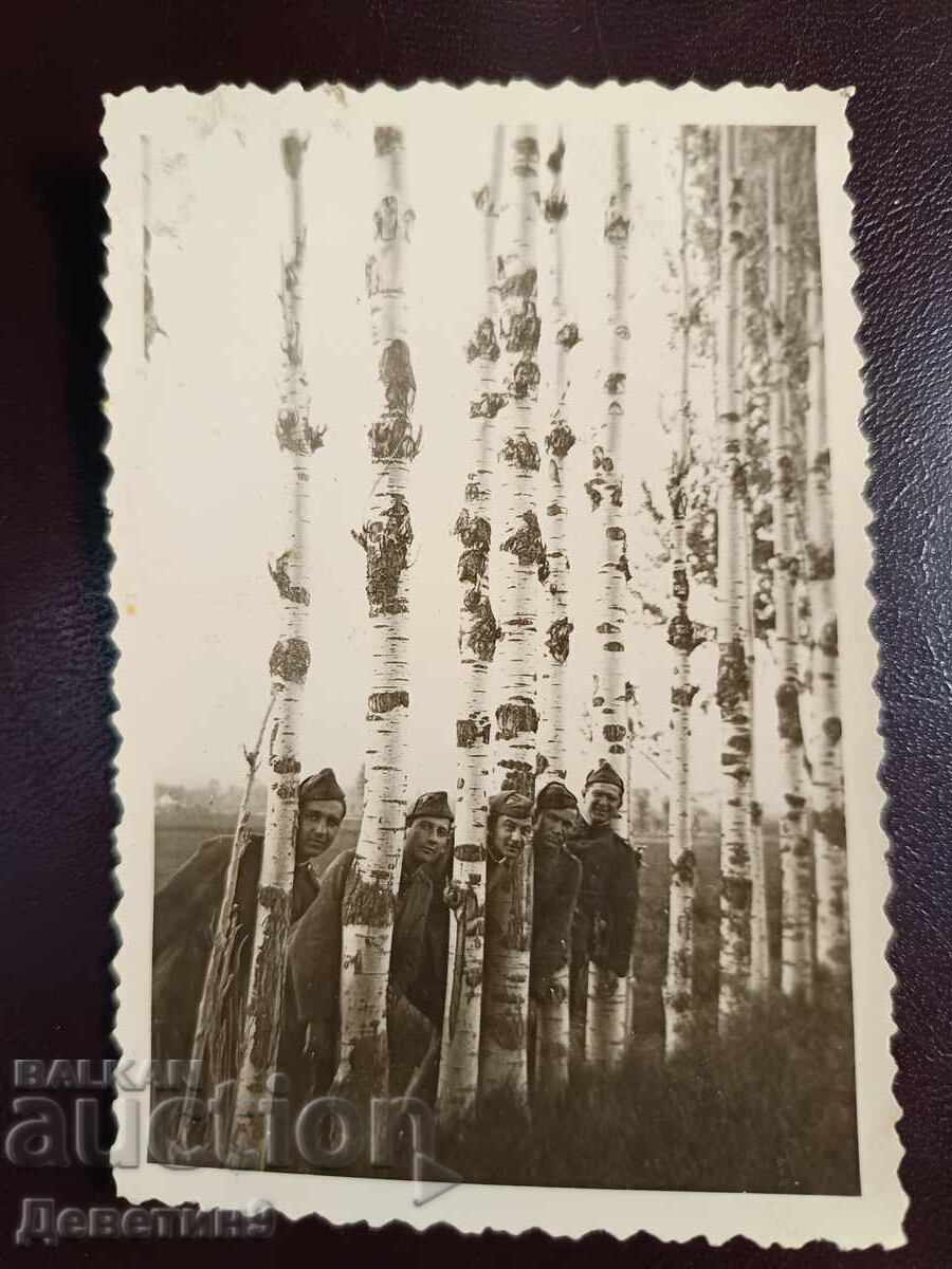 Soldiers among lined-up trees 1942