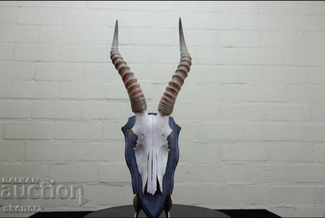 Trofeu de antilopă africană Blesbok cu preț € 1.00 | 1.96 BGN