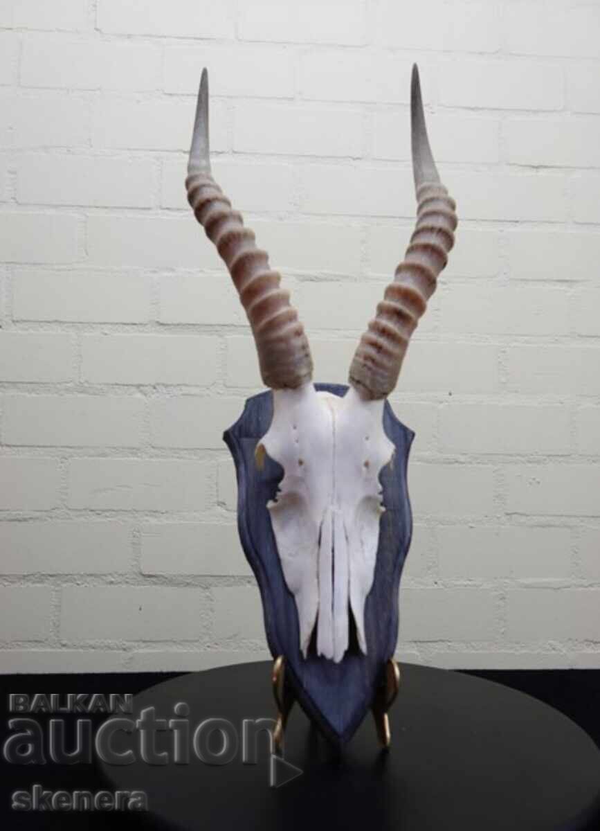 Trofeu de antilopă africană Blesbok