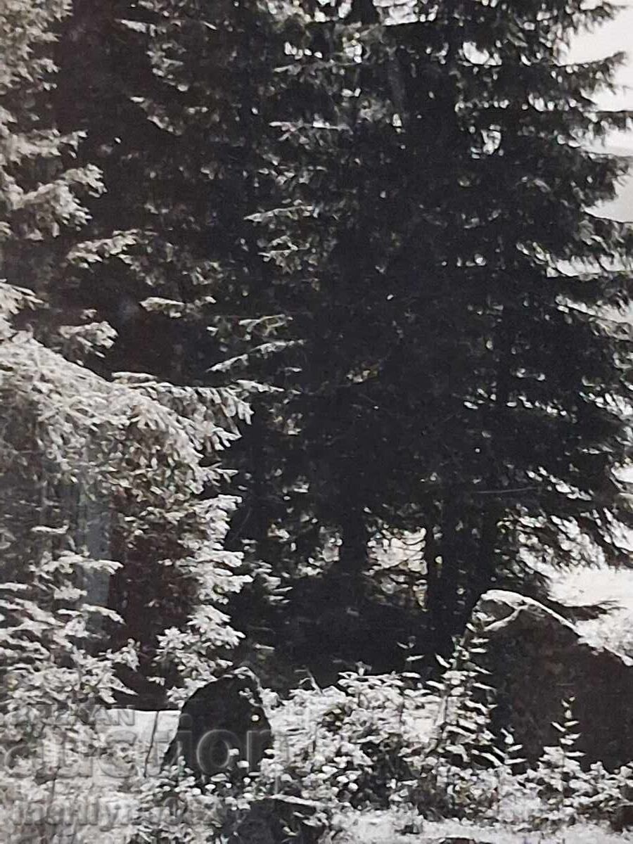 Licitație Carte poștală foto Smolyan 1960 Lacul Licitație Carte poștală foto Smolyan 1960 Lacul