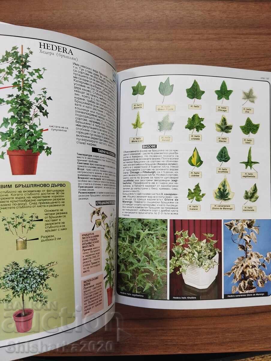 Expert în plante de apartament - 5