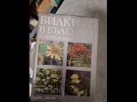 Herbs in Bulgaria and their use