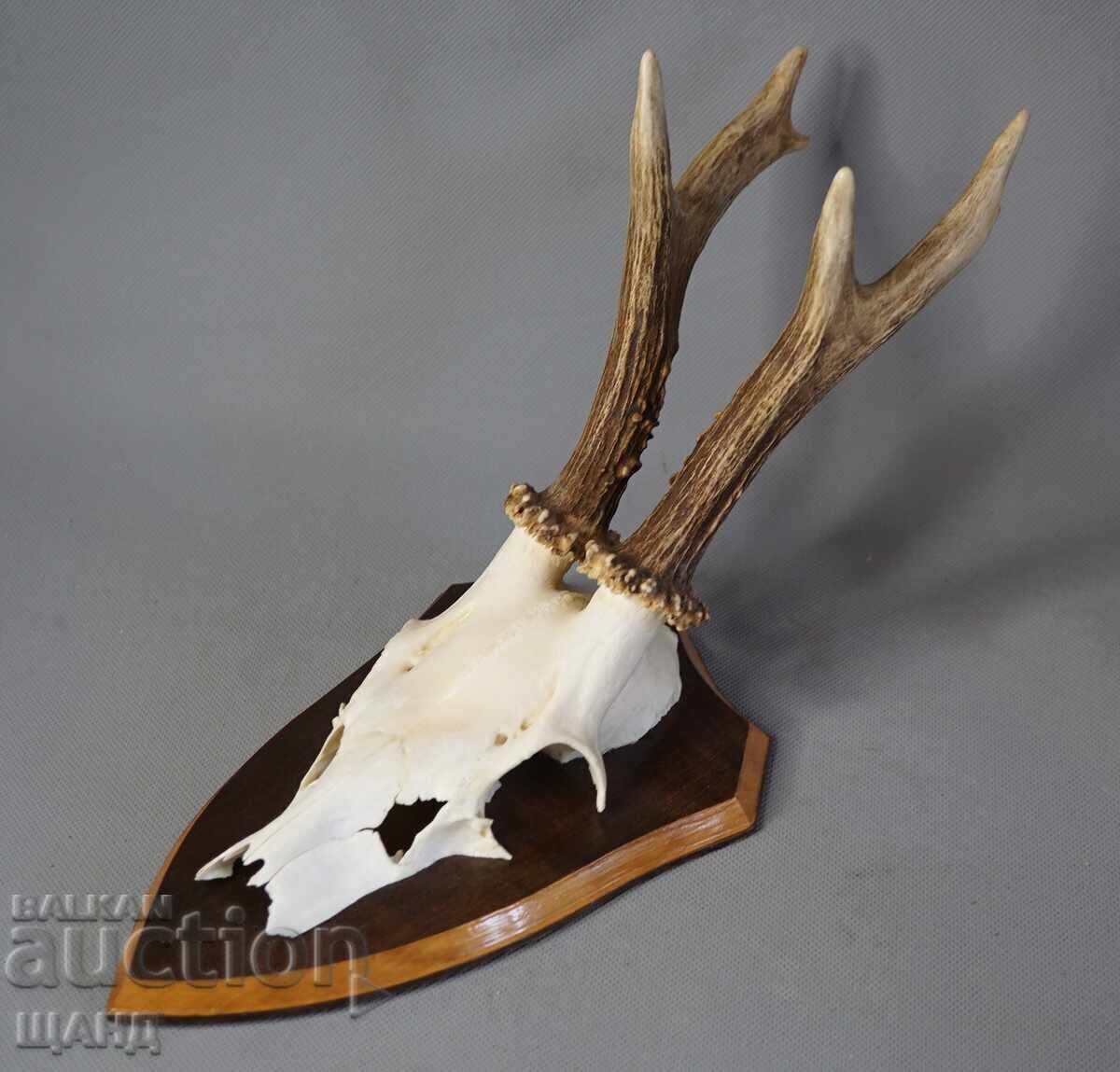 Old hunting trophy - roe deer skull with antlers with price € 10.55 | 20.63 BGN