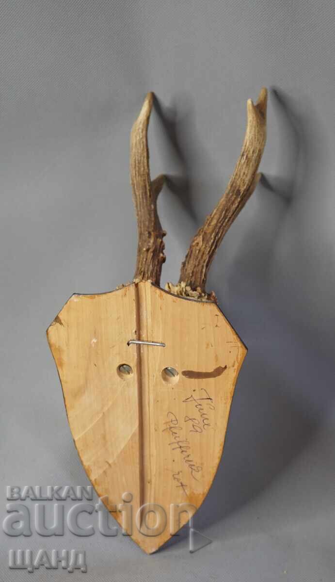Auction  Old hunting trophy - roe deer skull with antlers