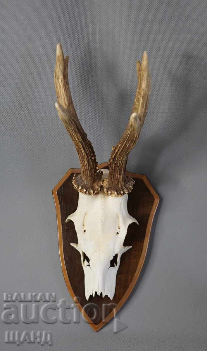Old hunting trophy - roe deer skull with antlers