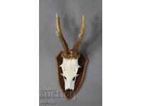 Old hunting trophy - roe deer skull with antlers