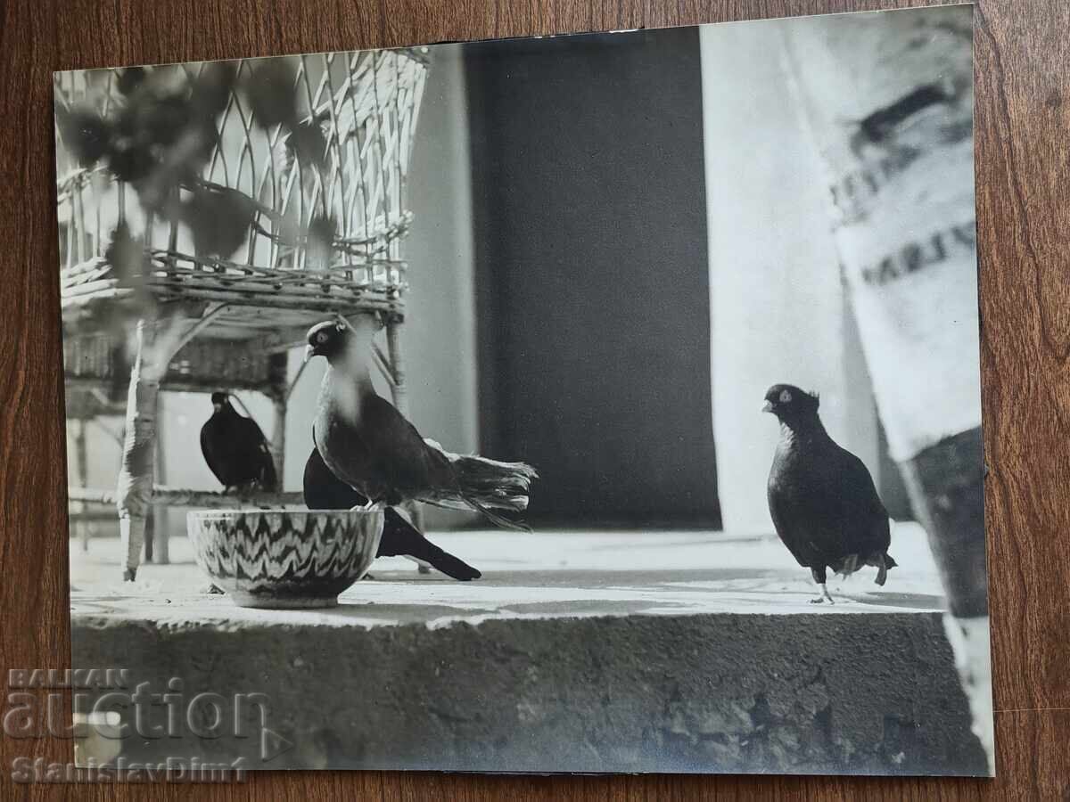 Original photograph - Zahari Zhandov, Kingdom of Bulgaria