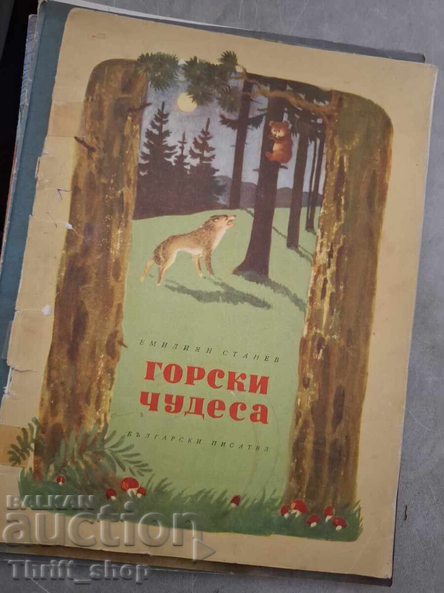 Forest Wonders