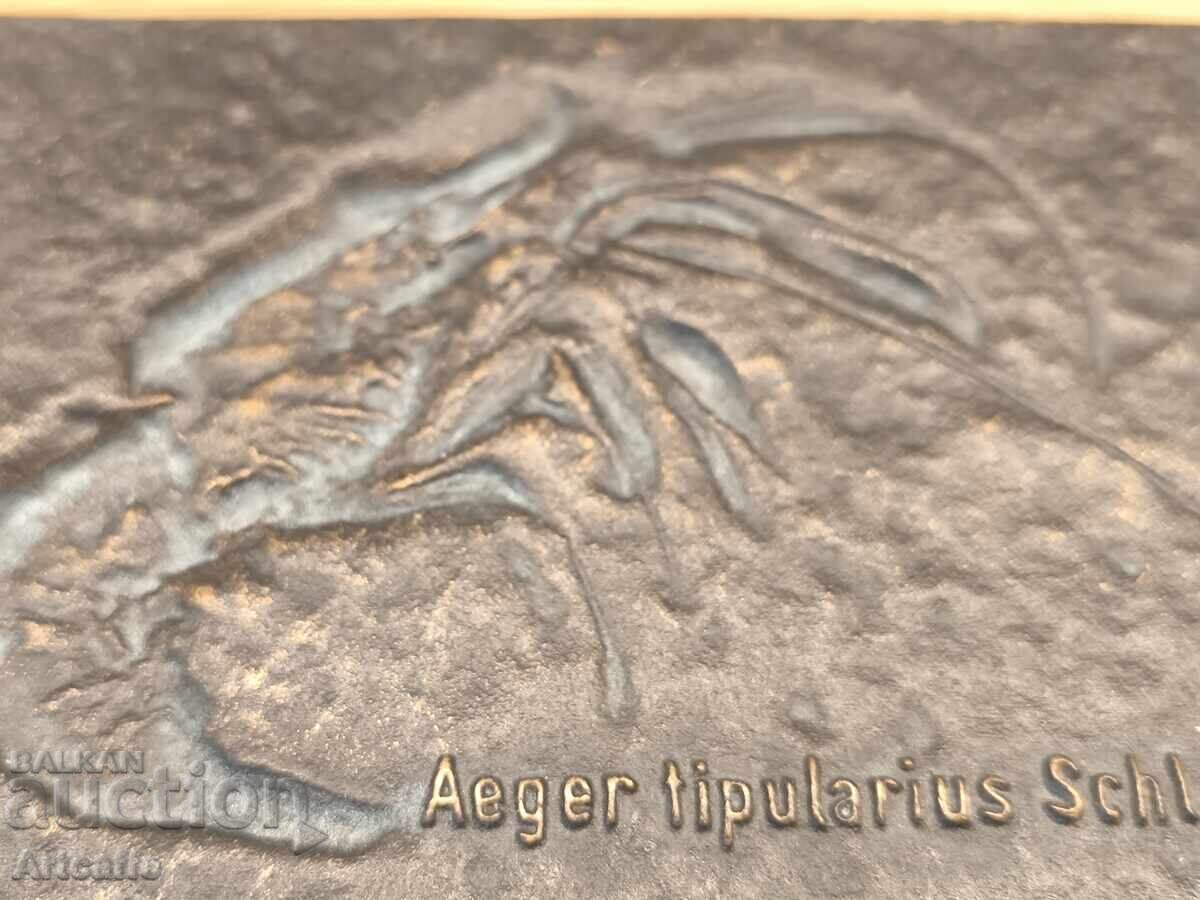 Auction  Decorative bronze plaque "Fossil of a prehistoric shrimp"