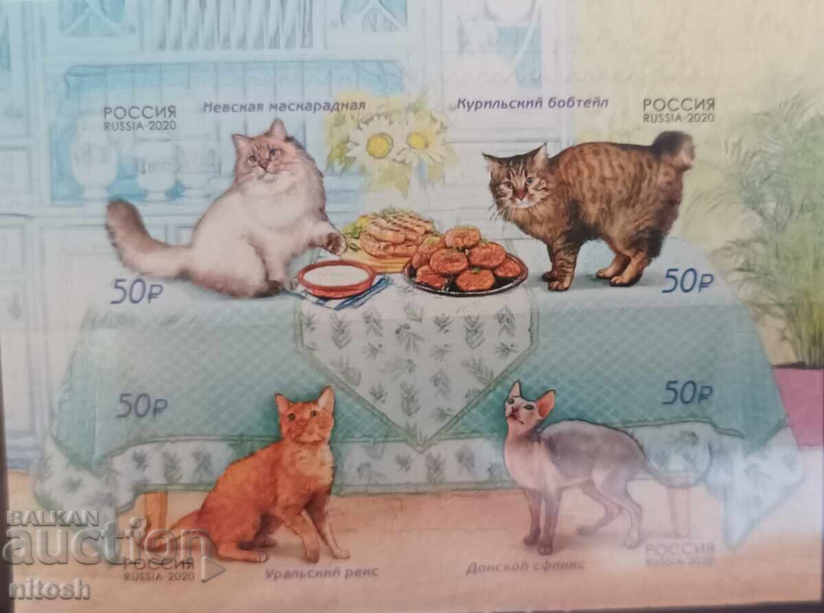 2020 Russia, Cats 2020 Russia, Cats
