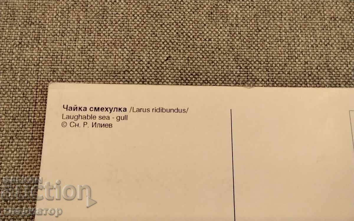 Chayka Smekhulka Card, Srebarna Reserve Ecology, Silistra with price € 0.50 | 0.98 BGN