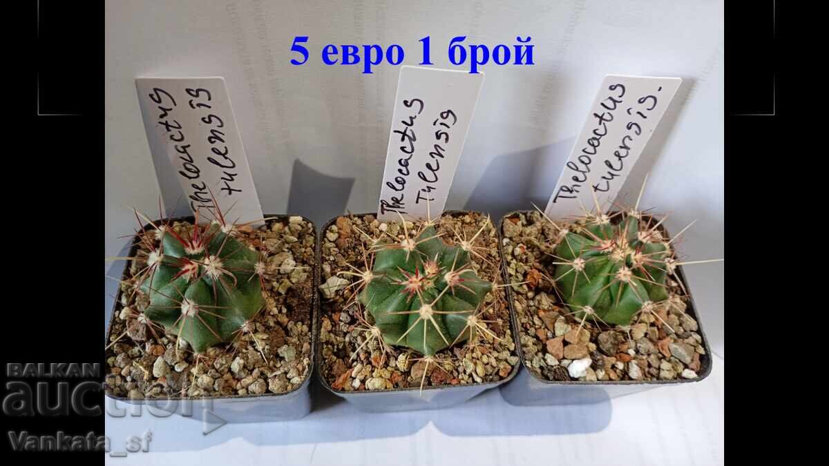 Kaktus -Thelocactus tulensis 5.5 sm saksiya. 5 evro 1 broy.