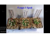 Kaktus -Thelocactus tulensis 5.5 sm saksiya. 5 evro 1 broy.
