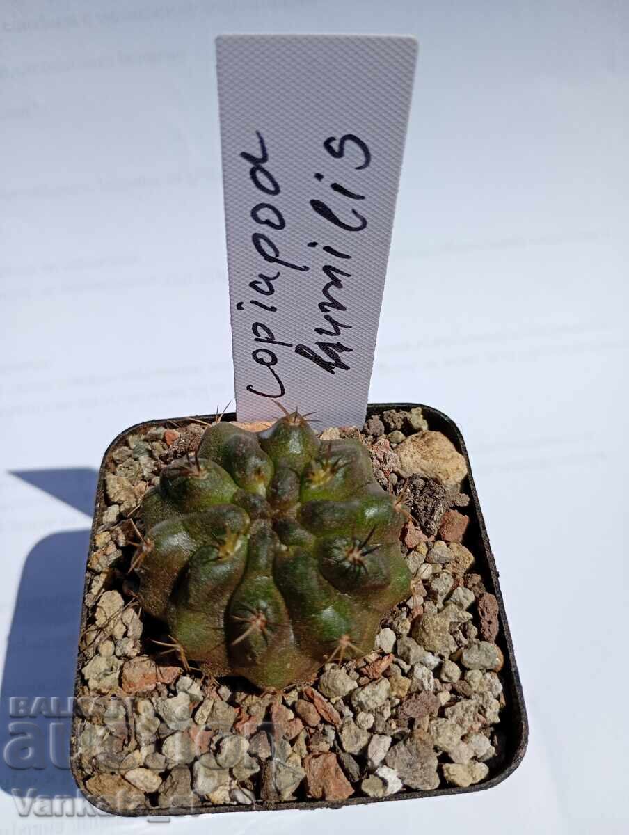 Cactus - Copiapoa humilis ghiveci 5.5 N 1